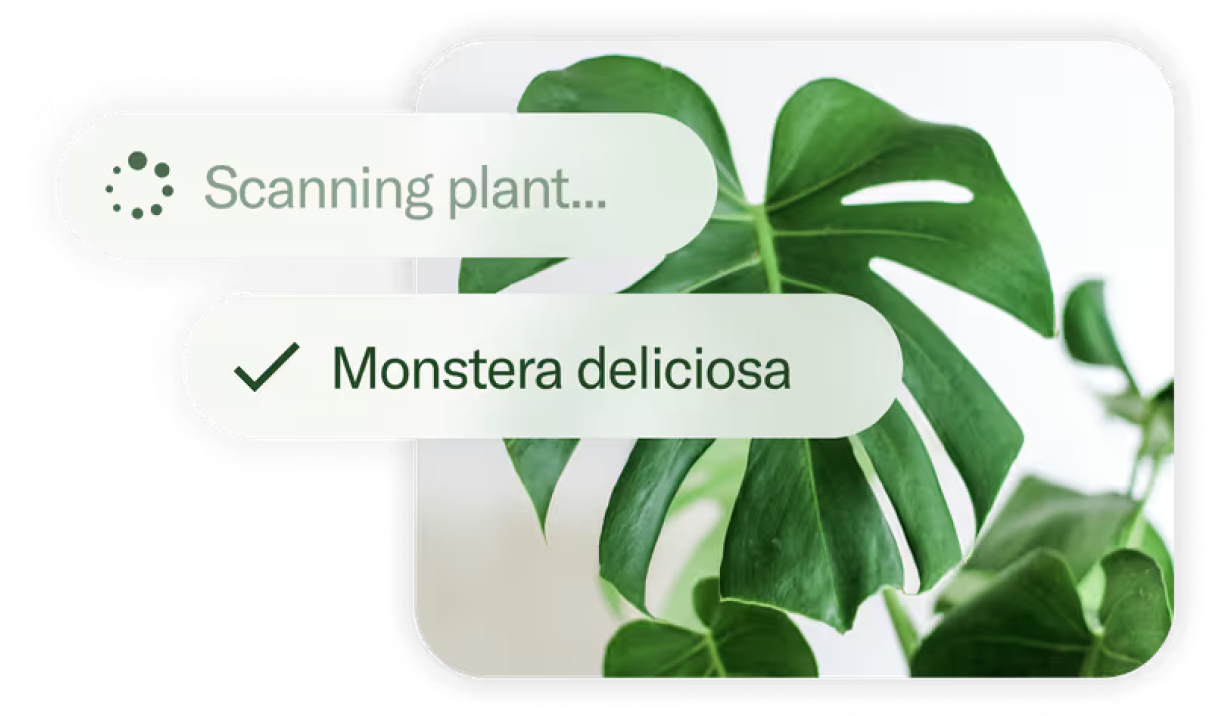 Plant Identification