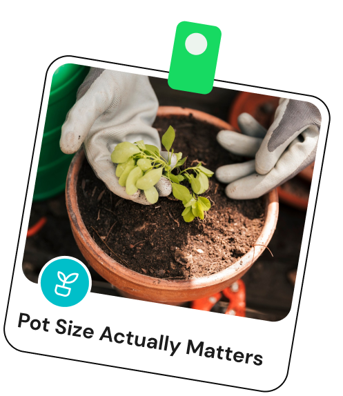 Pot Size Matters