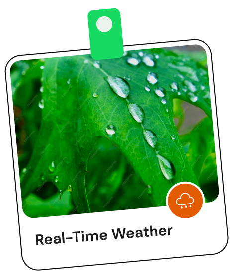 Real-Time Weather